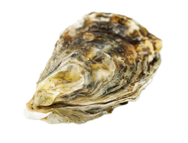photo of an oysters shell